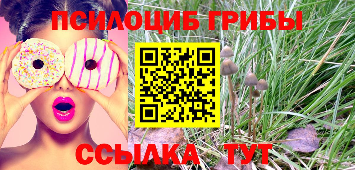 Галлюциногенные грибы Psilocybe Северобайкальск